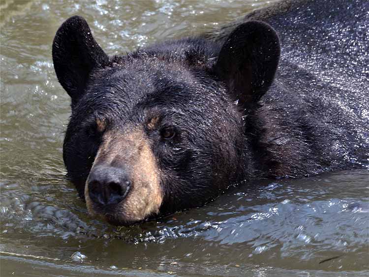 bear playing in pond